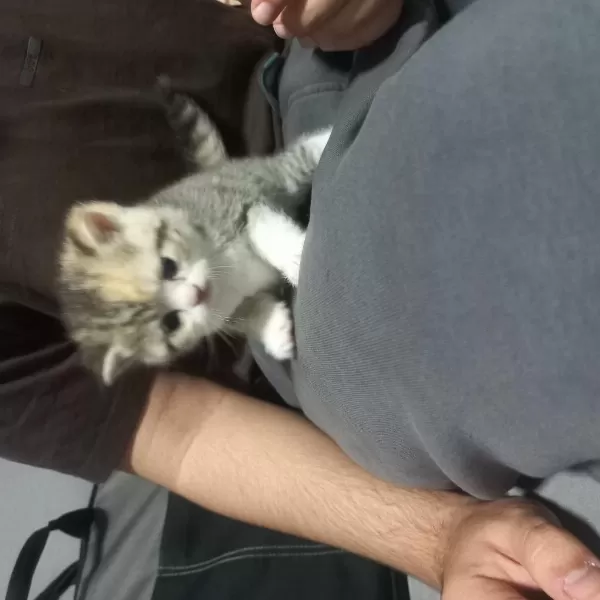 British Shorthair Yavrular Oyuncu