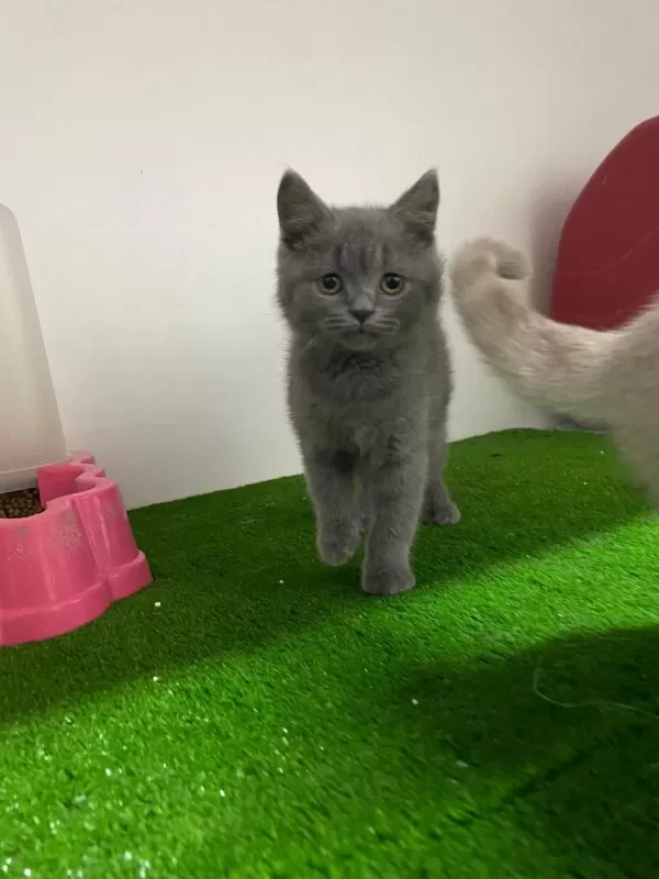 İrk Garantili British Shorthair Kedisi