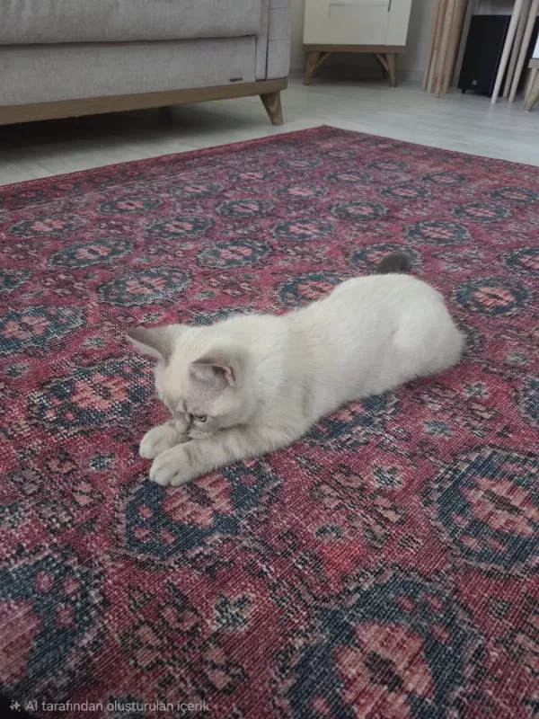 3 Aylık Oyun Seven Tatlı British Shorthair