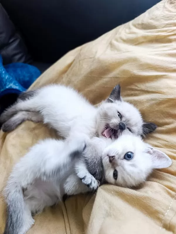 British Shorthair Kediler