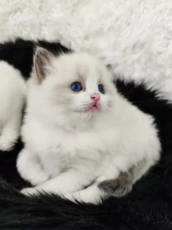 Safkan Ragdoll Yavrular