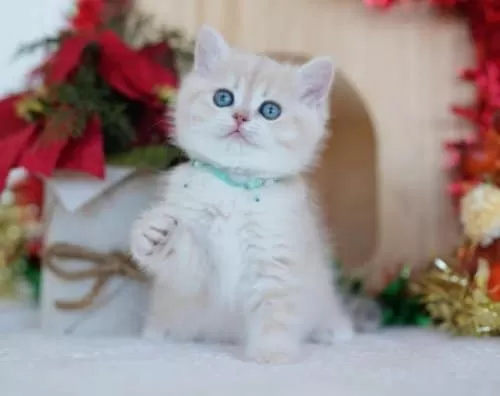 Güneş Sarısı Golden Point Ny1133 British Shorthair