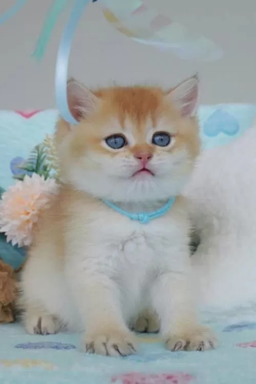 Altın Parıltısı Golden Ny12 British Shorthair Yavrumuz