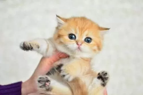 Şampiyonluk Güzelliğinde Ny11 Golden British Shorthair