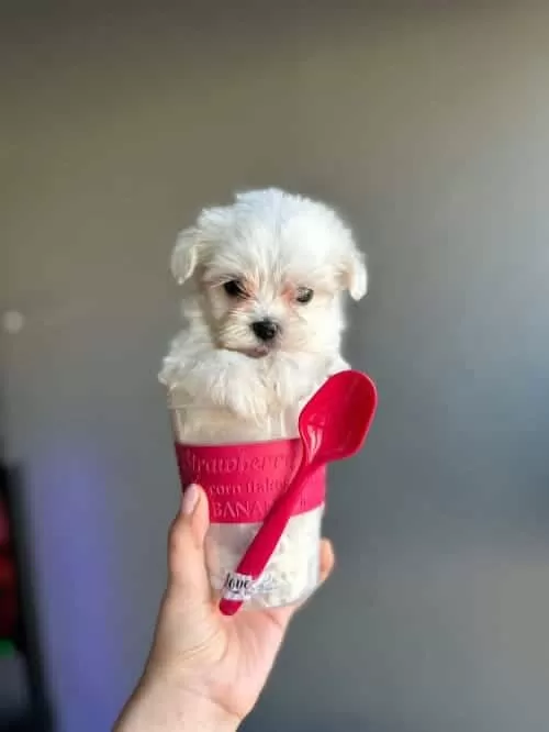 Beyaz Zarafet Secereli Micro Boy Maltese Terrier Yavrusu