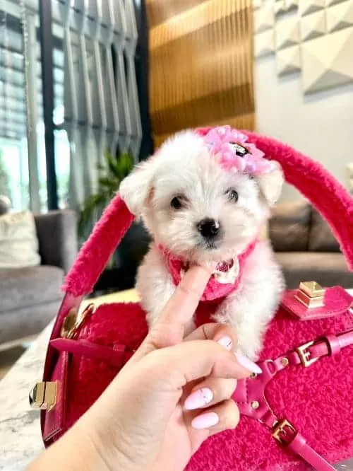 Beyaz Zarafet Secereli Micro Boy Maltese Terrier Yavrusu