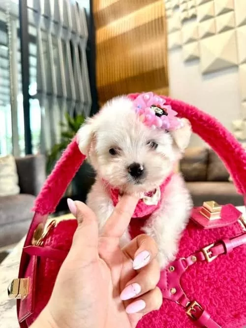 Beyaz Zarafet Secereli Micro Boy Maltese Terrier Yavrusu