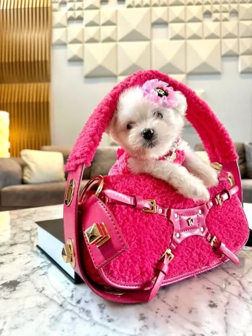 Beyaz Zarafet Secereli Micro Boy Maltese Terrier Yavrusu