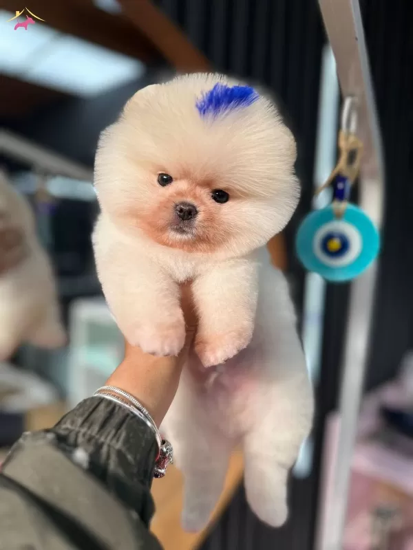 2 Aylık Pomeranian boo Yavrularımız
