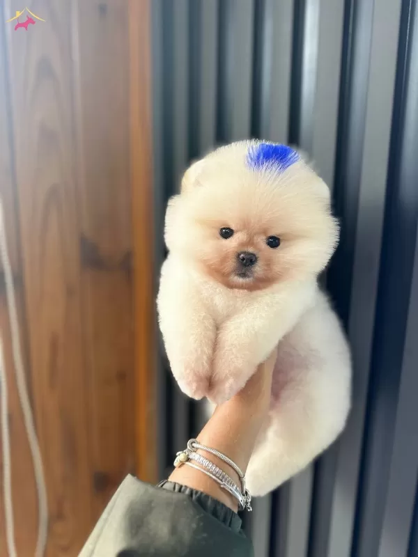 2 Aylık Pomeranian boo Yavrularımız
