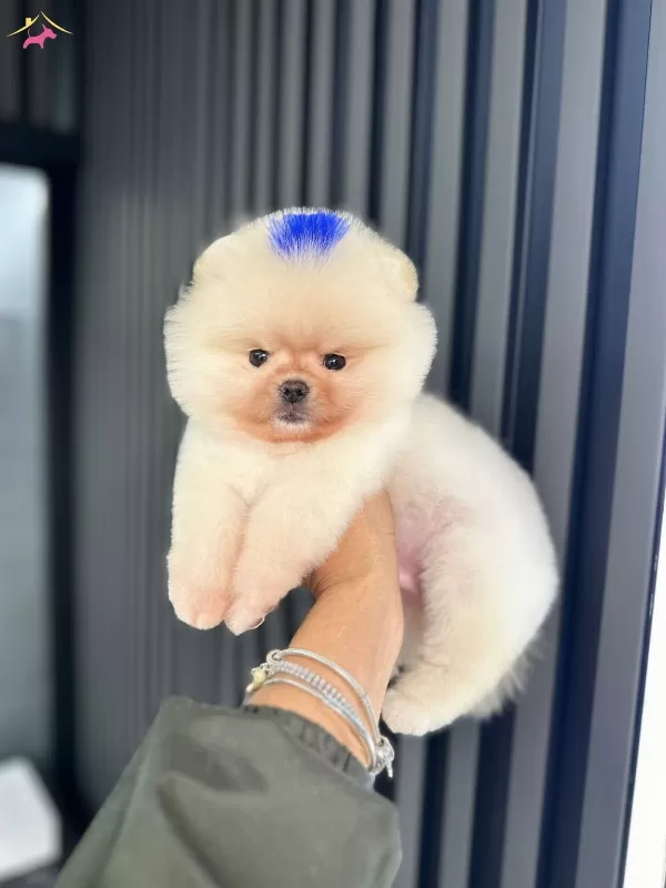 2 Aylık Pomeranian boo Yavrularımız