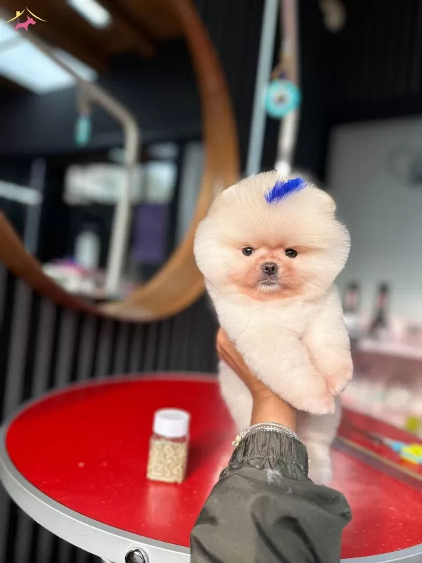2 Aylık Pomeranian boo Yavrularımız