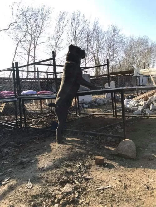 Dev Cane Corso İtaliano Yavruları