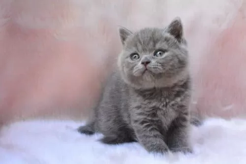 Topaç Kafa Gri British Shorthair