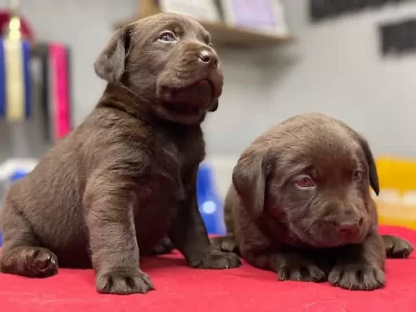 Resmi Işletmeden Orjinal Labrador Yavruları