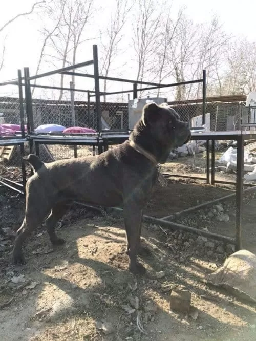 Dev Cane Corso İtaliano Yavruları