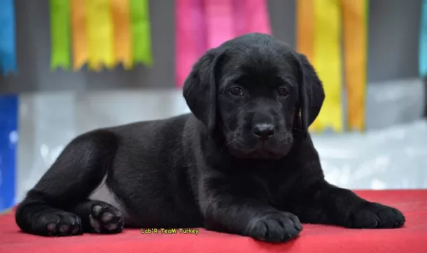 Resmi Işletmeden Orjinal Labrador Yavruları