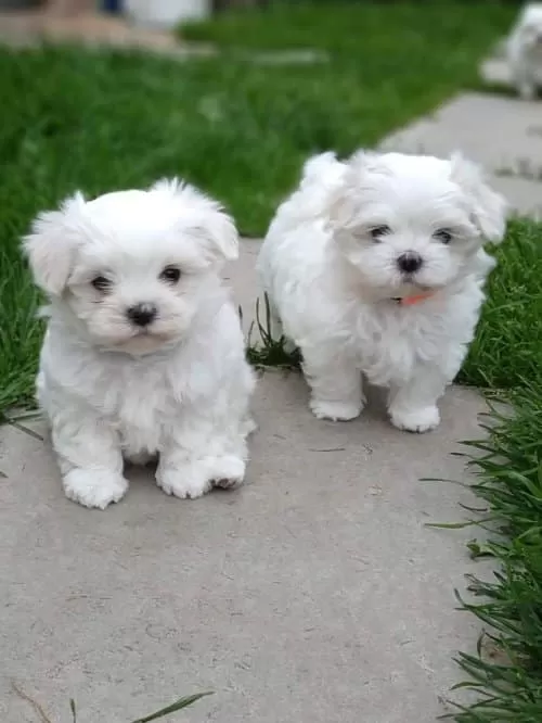 Kar Beyaz Sevimli Maltese Terrier Yavruları