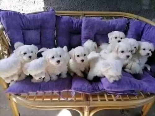Kar Beyaz Sevimli Maltese Terrier Yavruları
