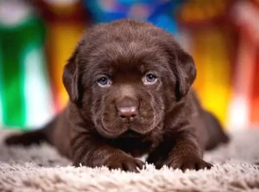 Resmi Işletmeden Orjinal Labrador Yavruları