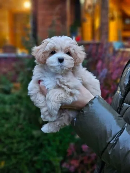 Aşılı Ve Tuvalet Eğitimli Maltese Terrier Yavruları