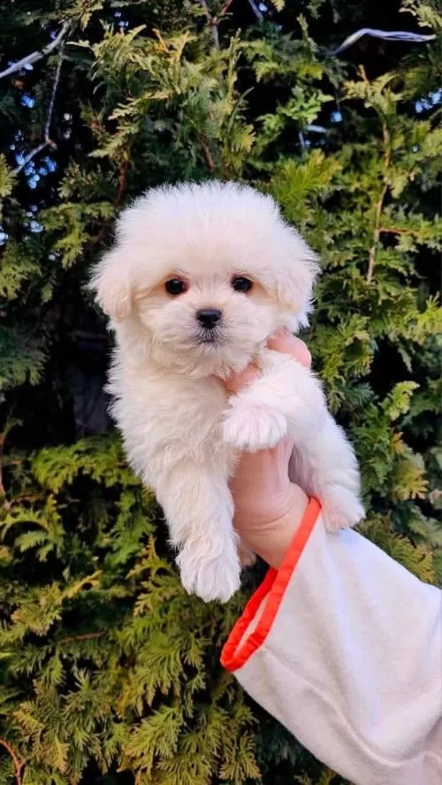 Aşılı Ve Tuvalet Eğitimli Maltese Terrier Yavruları