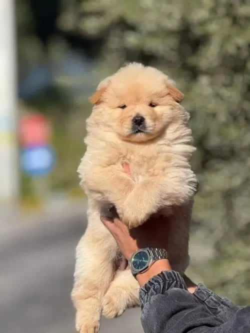 Chow Chow Yavruları Çin Aslanı