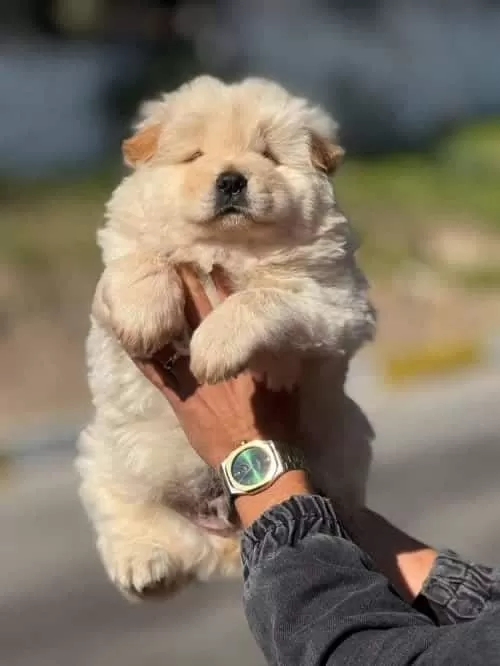 Chow Chow Yavruları Çin Aslanı