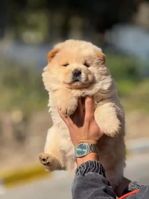 Chow Chow Yavruları Çin Aslanı