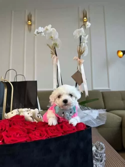 Prenses Güzel Kızım Lola
