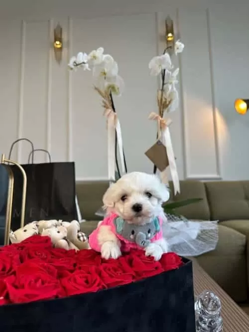 Prenses Güzel Kızım Lola