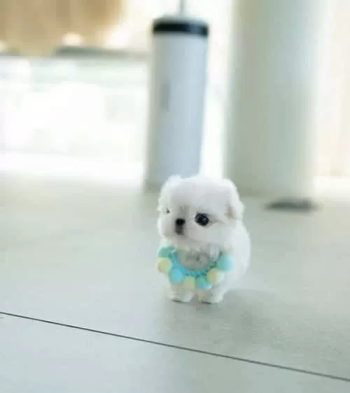 Bardak Boy Mini Kore Maltese Bonny