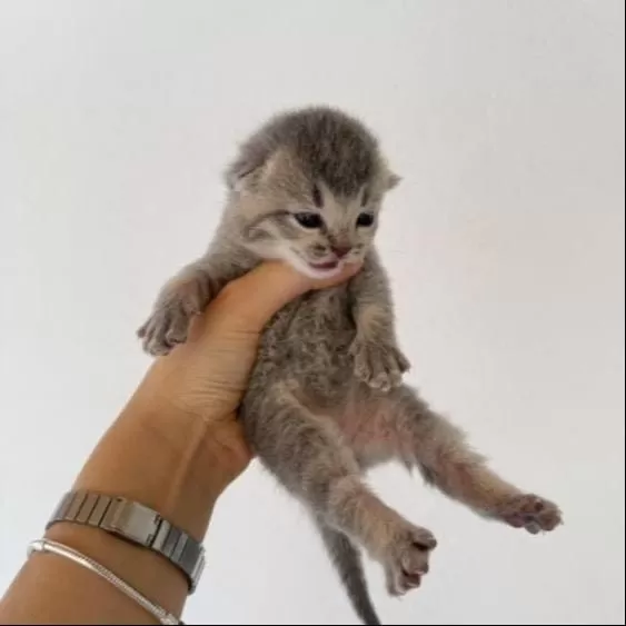 Scottish Fold Sahiplendirme