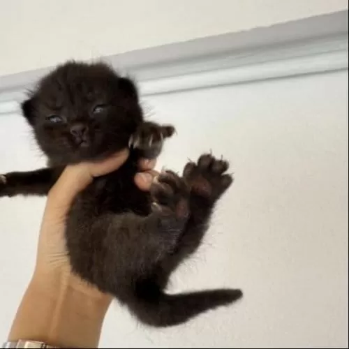 Scottish Fold Sahiplendirme