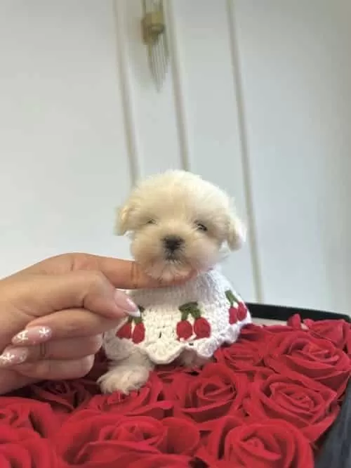 400 Gr Kore Maltese Tokyo