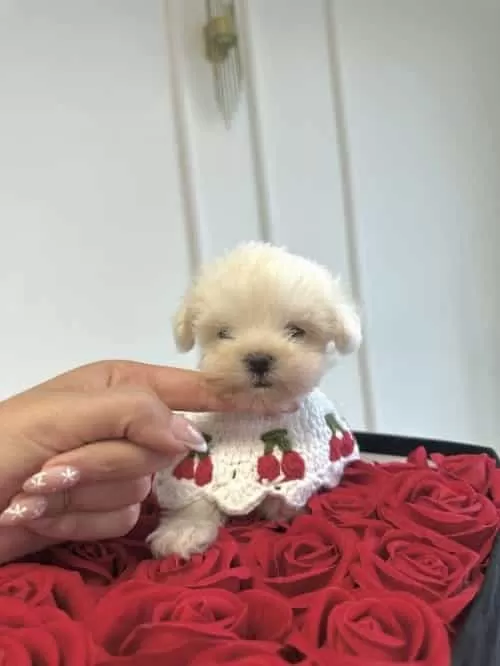 400 Gr Kore Maltese Tokyo
