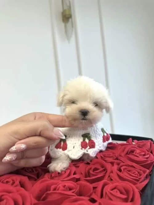 400 Gr Kore Maltese Tokyo