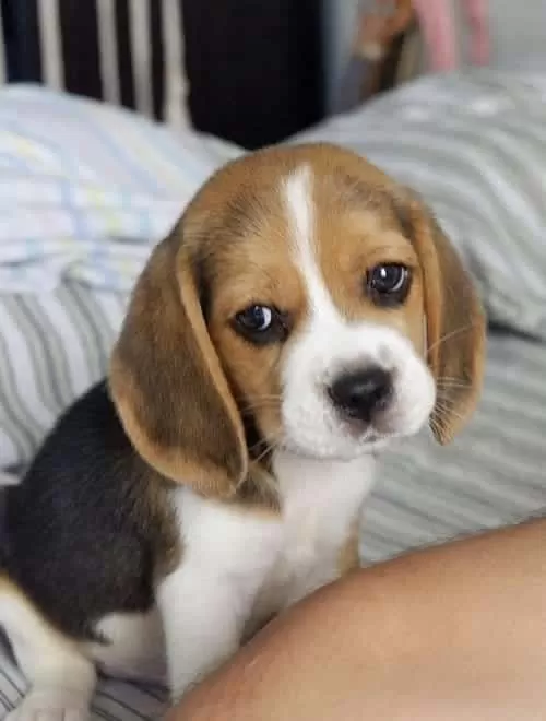 Orjinal Beagle Yavrularımız