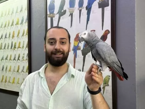 Evcil 11 Aylık Macaw Papağanımız
