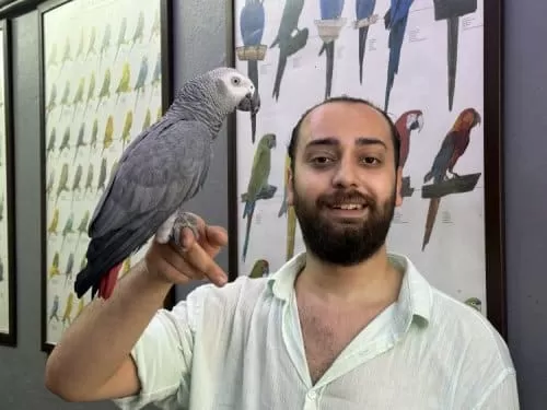 Evcil 11 Aylık Macaw Papağanımız