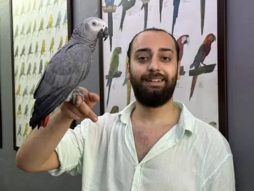 Evcil 11 Aylık Macaw Papağanımız