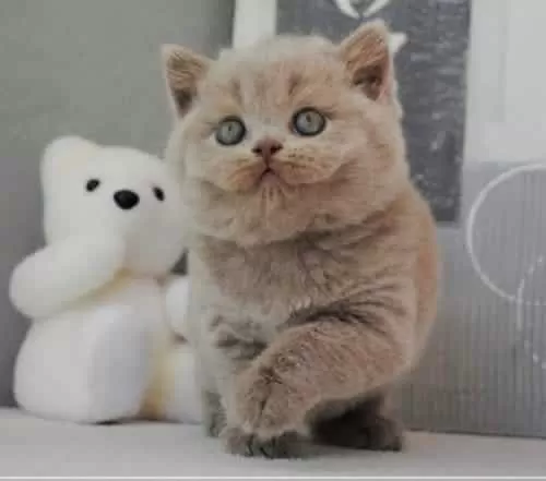 British Shorthair Ücretsiz Yuva Arıyoruz