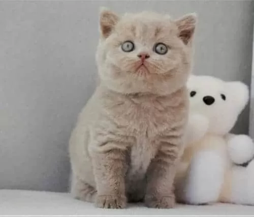 British Shorthair Ücretsiz Yuva Arıyoruz