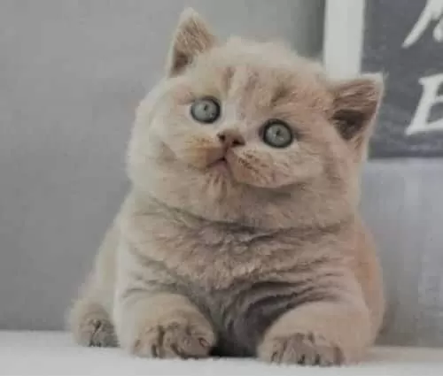 British Shorthair Ücretsiz Yuva Arıyoruz