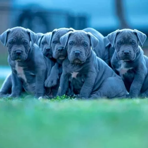 Dev Cane Corso İtaliano Yavruları