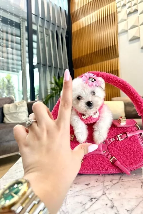 Miniğin Zarafeti Secereli Micro Boy Maltese Terrier Yavrusu