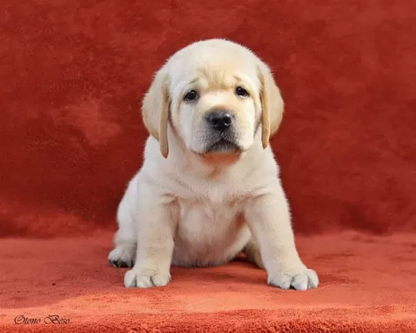 Resmi Işletmeden Orjinal Labrador Yavruları