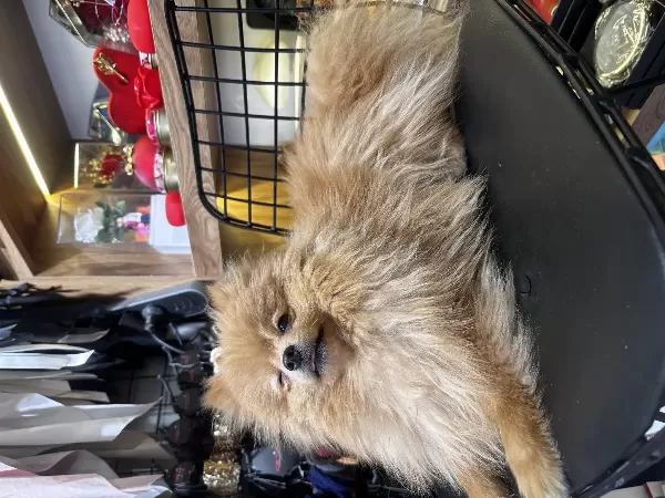 Acil Sahiplendirme Pomeranian Yavru