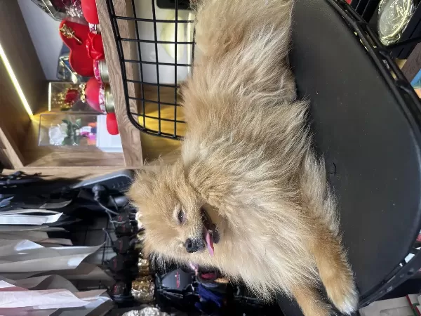 Acil Sahiplendirme Pomeranian Yavru