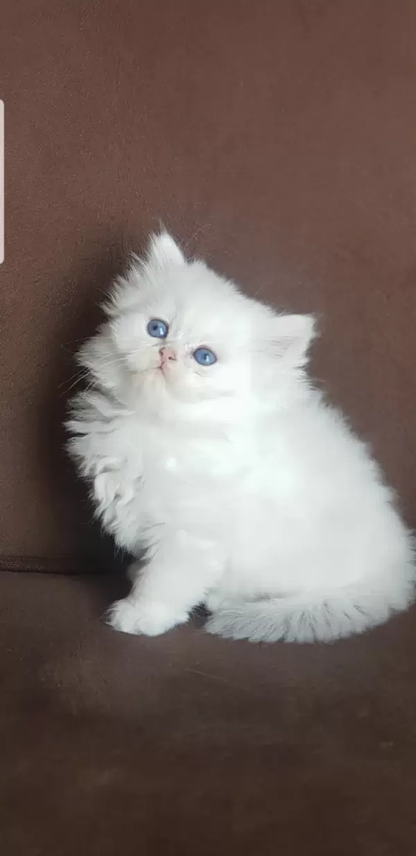 Show Kalite British Longhair Silver